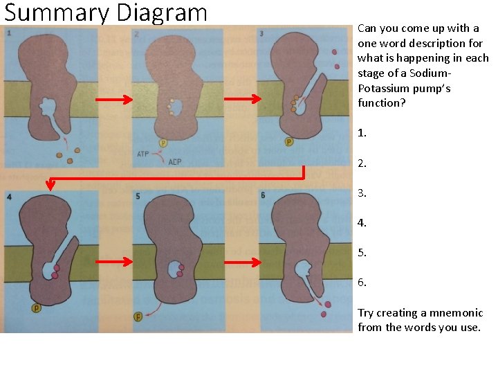 Summary Diagram Can you come up with a one word description for what is
