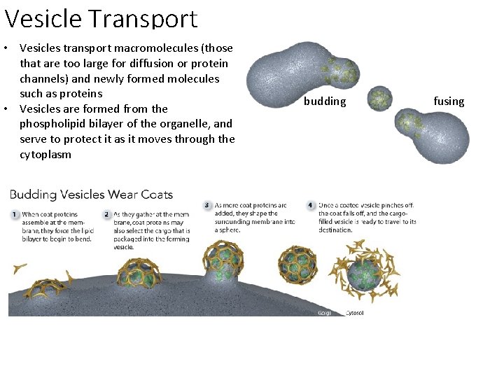 Vesicle Transport • Vesicles transport macromolecules (those that are too large for diffusion or