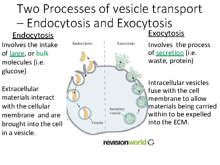Two Processes of vesicle transport – Endocytosis and Exocytosis Endocytosis Involves the intake of