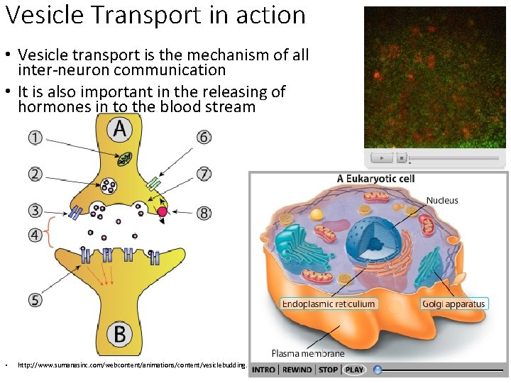Vesicle Transport in action • Vesicle transport is the mechanism of all inter-neuron communication