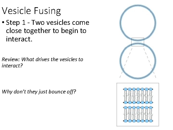 Vesicle Fusing • Step 1 - Two vesicles come close together to begin to