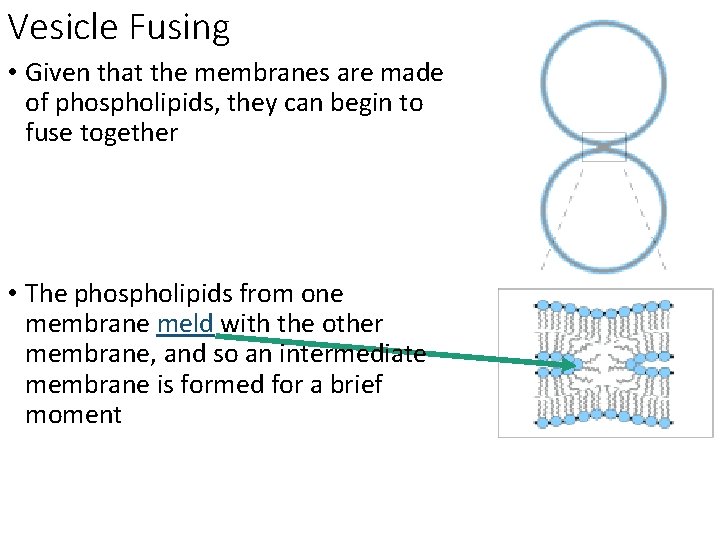 Vesicle Fusing • Given that the membranes are made of phospholipids, they can begin