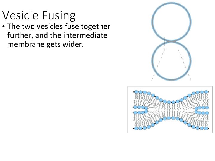 Vesicle Fusing • The two vesicles fuse together further, and the intermediate membrane gets