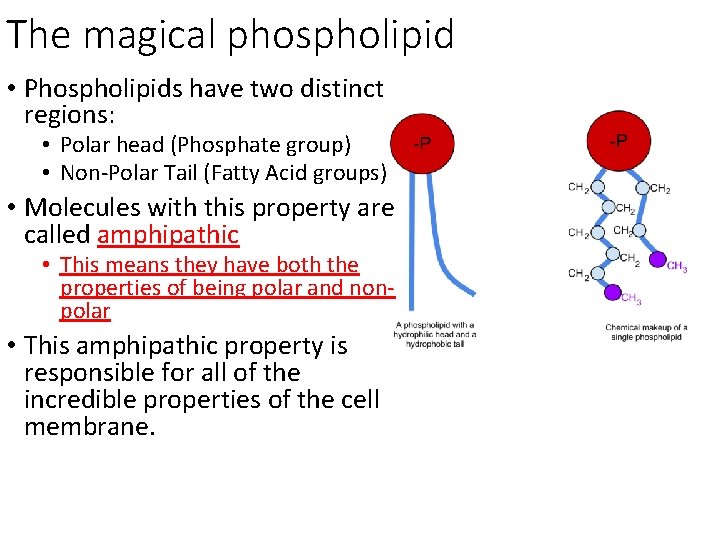 The magical phospholipid • Phospholipids have two distinct regions: • Polar head (Phosphate group)
