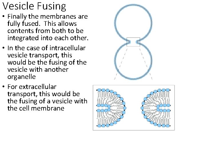Vesicle Fusing • Finally the membranes are fully fused. This allows contents from both