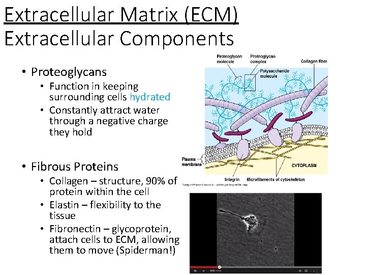 Extracellular Matrix (ECM) Extracellular Components • Proteoglycans • Function in keeping surrounding cells hydrated