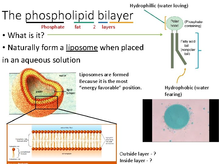 Hydrophillic (water loving) The phospholipid bilayer Phosphate fat 2 layers • What is it?
