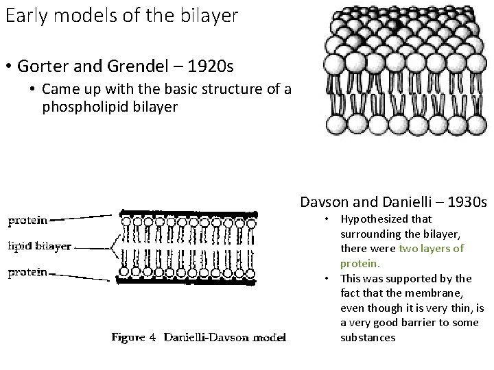 Early models of the bilayer • Gorter and Grendel – 1920 s • Came