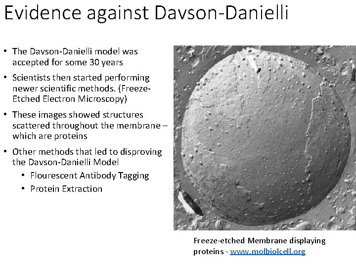 Evidence against Davson-Danielli • The Davson-Danielli model was accepted for some 30 years •