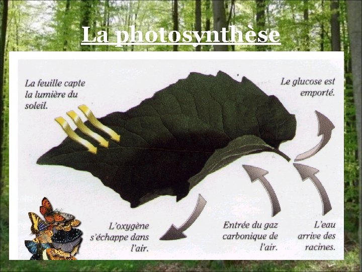 La photosynthèse 