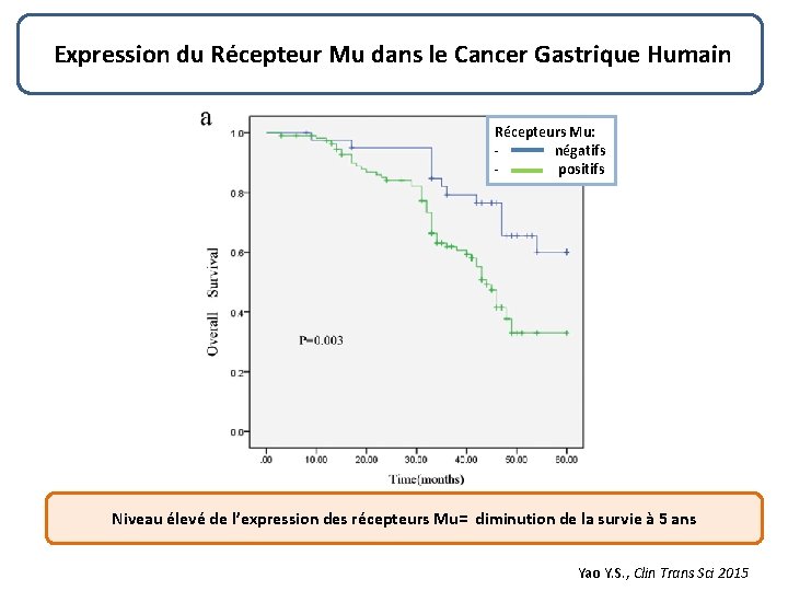 Expression du Récepteur Mu dans le Cancer Gastrique Humain Récepteurs Mu: négatifs positifs Niveau