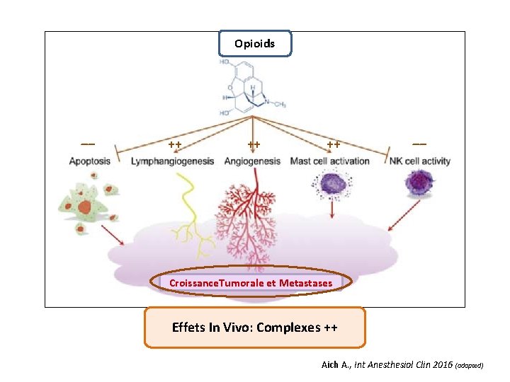 Opioids ‒‒ ++ ++ ++ ‒‒ Croissance. Tumorale et Metastases Effets In Vivo: Complexes