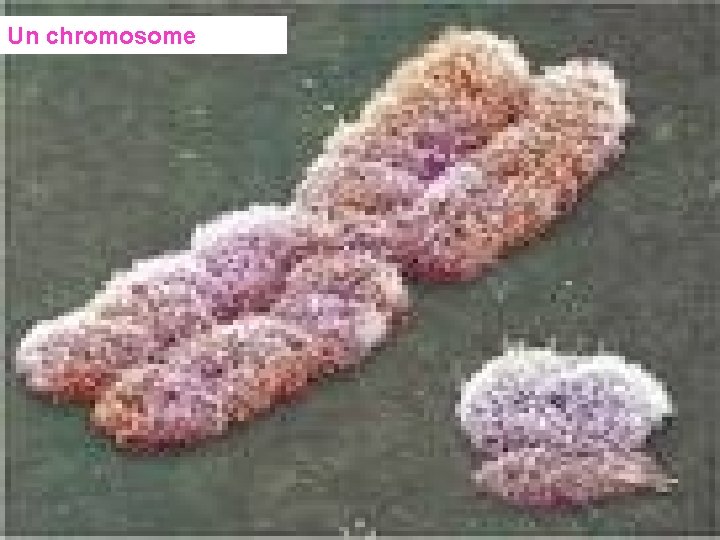Un chromosome 