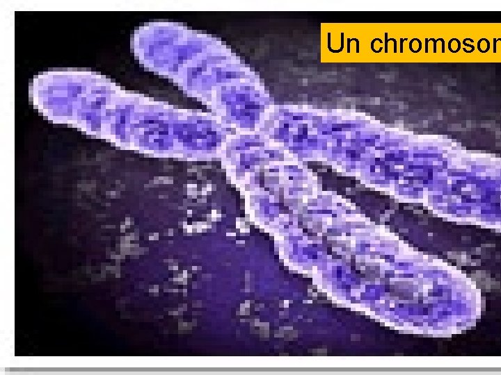 Un chromosom 