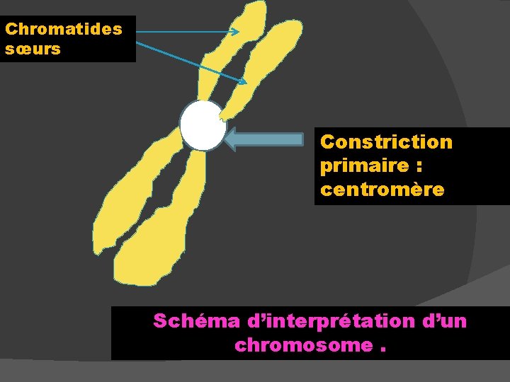 Chromatides sœurs Constriction primaire : centromère Schéma d’interprétation d’un chromosome. 