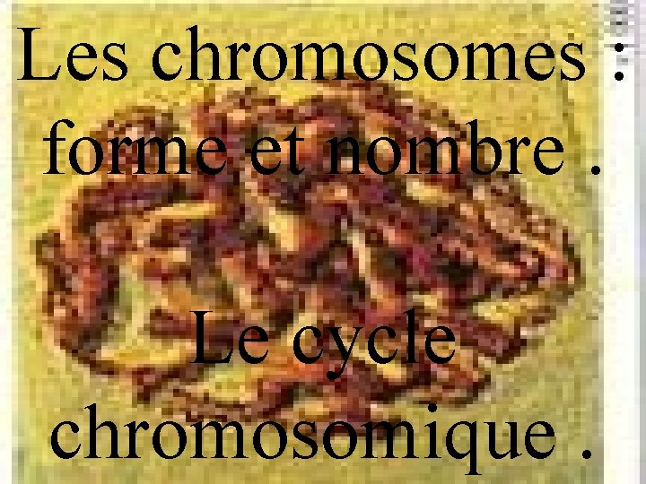 Les chromosomes : forme et nombre. Le cycle chromosomique. 