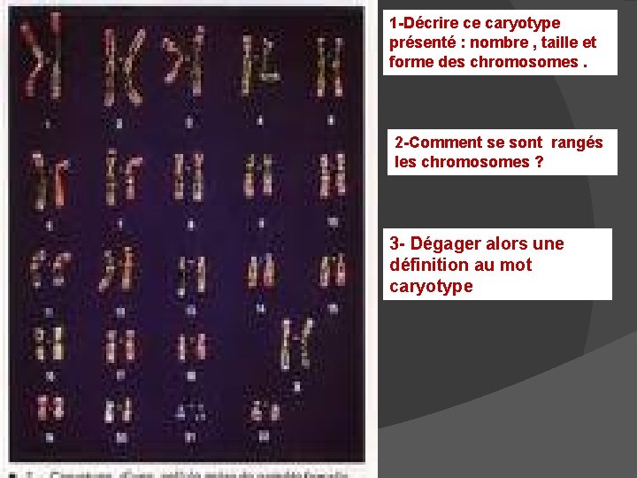 1 -Décrire ce caryotype présenté : nombre , taille et forme des chromosomes. 2