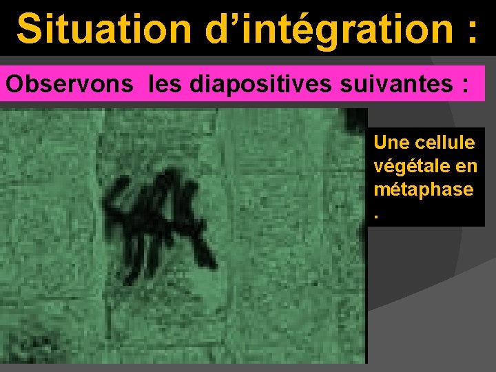 Situation d’intégration : Observons les diapositives suivantes : Une cellule végétale en métaphase. 