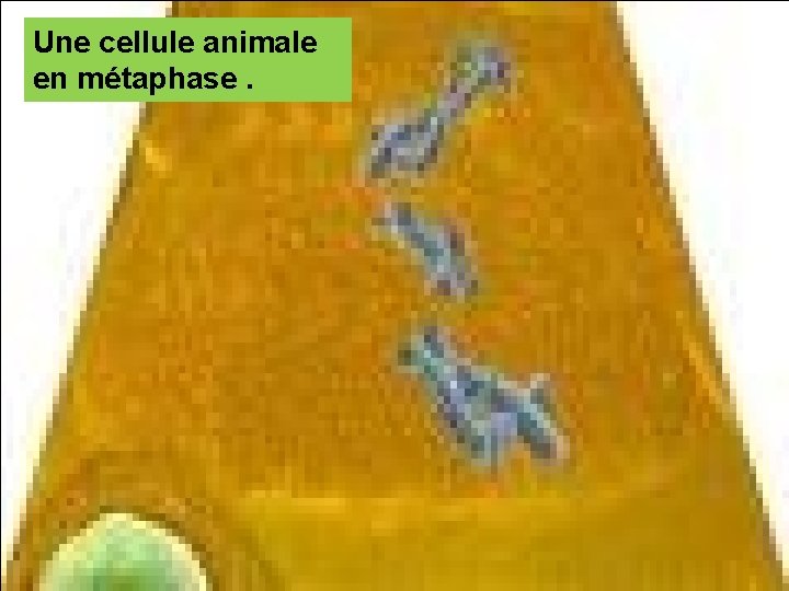 Une cellule animale en métaphase. 