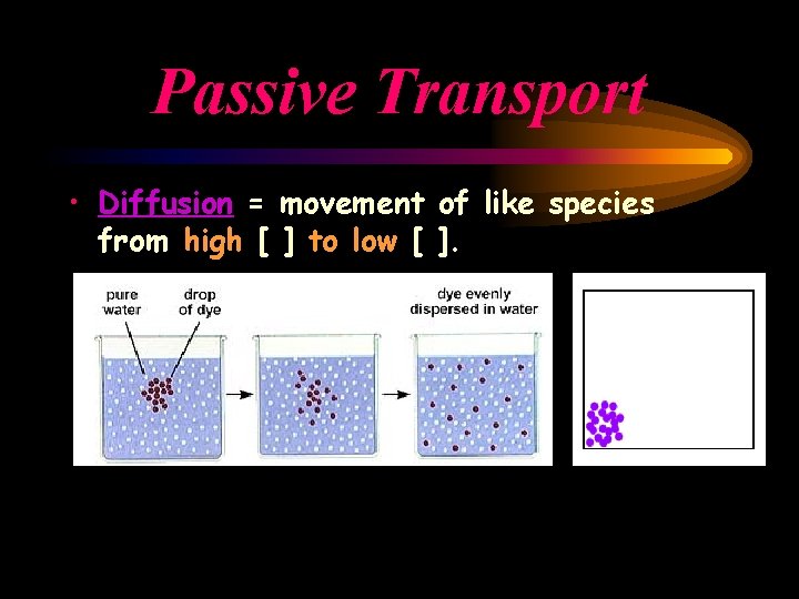 Passive Transport • Diffusion = movement of like species from high [ ] to