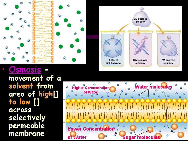  • Osmosis = movement of a solvent from area of high[] to low