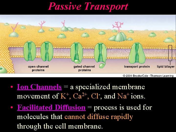 Passive Transport • Ion Channels = a specialized membrane movement of K+, Ca 2+,
