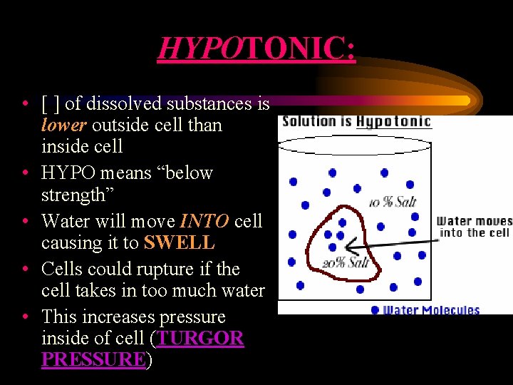 HYPOTONIC: • [ ] of dissolved substances is lower outside cell than inside cell