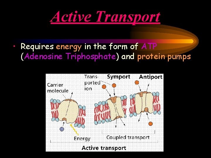 Active Transport • Requires energy in the form of ATP (Adenosine Triphosphate) and protein