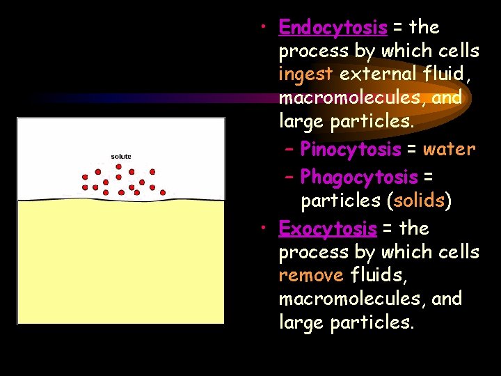  • Endocytosis = the process by which cells ingest external fluid, macromolecules, and