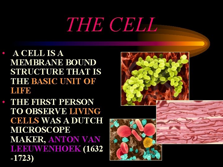 THE CELL • A CELL IS A MEMBRANE BOUND STRUCTURE THAT IS THE BASIC
