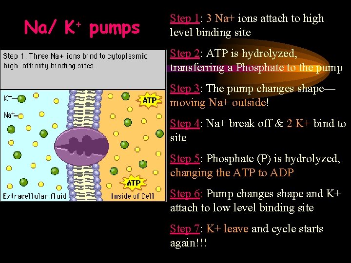 Na/ K+ pumps Step 1: 3 Na+ ions attach to high level binding site
