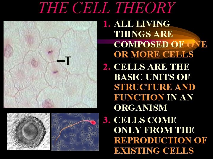 THE CELL THEORY 1. ALL LIVING THINGS ARE COMPOSED OF ONE OR MORE CELLS