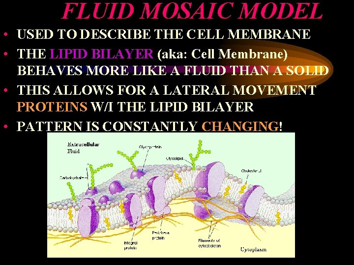 FLUID MOSAIC MODEL • USED TO DESCRIBE THE CELL MEMBRANE • THE LIPID BILAYER