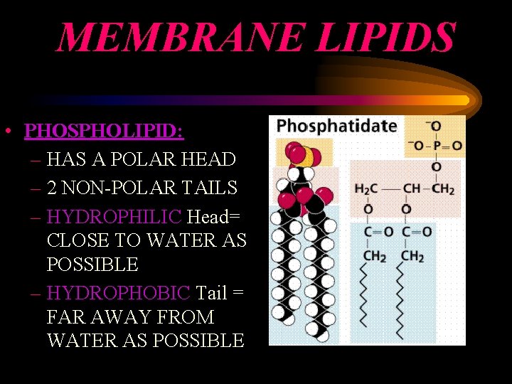 MEMBRANE LIPIDS • PHOSPHOLIPID: – HAS A POLAR HEAD – 2 NON-POLAR TAILS –