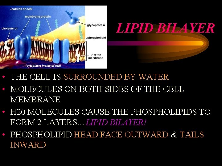 LIPID BILAYER • THE CELL IS SURROUNDED BY WATER • MOLECULES ON BOTH SIDES