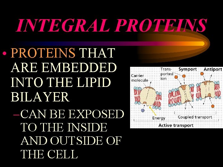 INTEGRAL PROTEINS • PROTEINS THAT ARE EMBEDDED INTO THE LIPID BILAYER – CAN BE