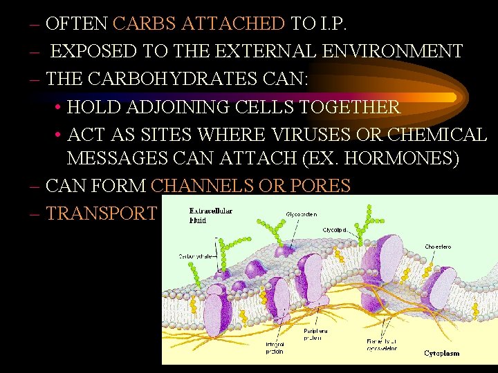 – OFTEN CARBS ATTACHED TO I. P. – EXPOSED TO THE EXTERNAL ENVIRONMENT –