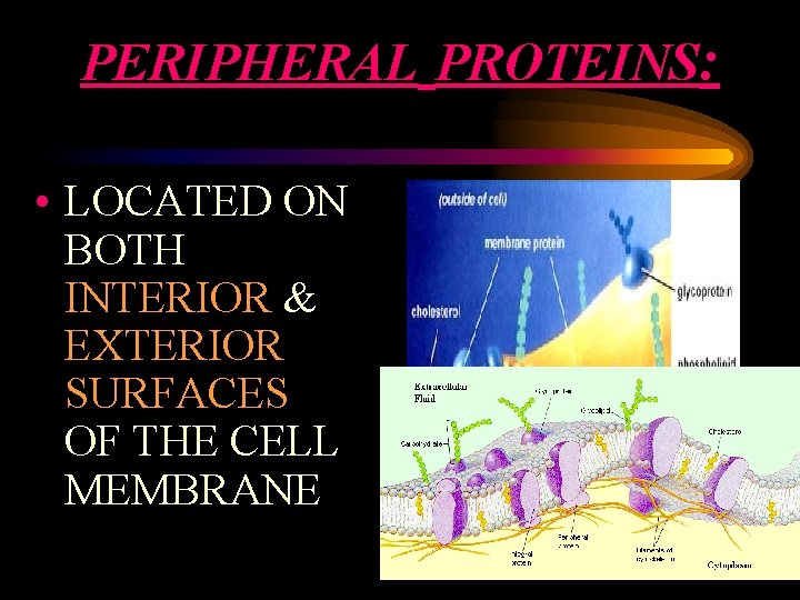 PERIPHERAL PROTEINS: • LOCATED ON BOTH INTERIOR & EXTERIOR SURFACES OF THE CELL MEMBRANE