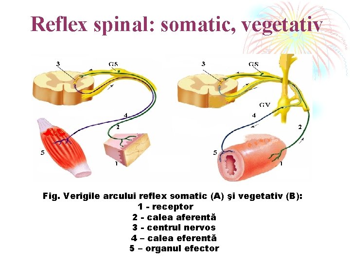 Reflex spinal: somatic, vegetativ Fig. Verigile arcului reflex somatic (A) şi vegetativ (B): 1