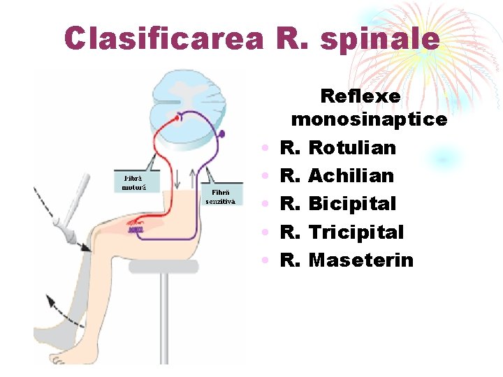 Clasificarea R. spinale • • • Reflexe monosinaptice R. Rotulian R. Achilian R. Bicipital