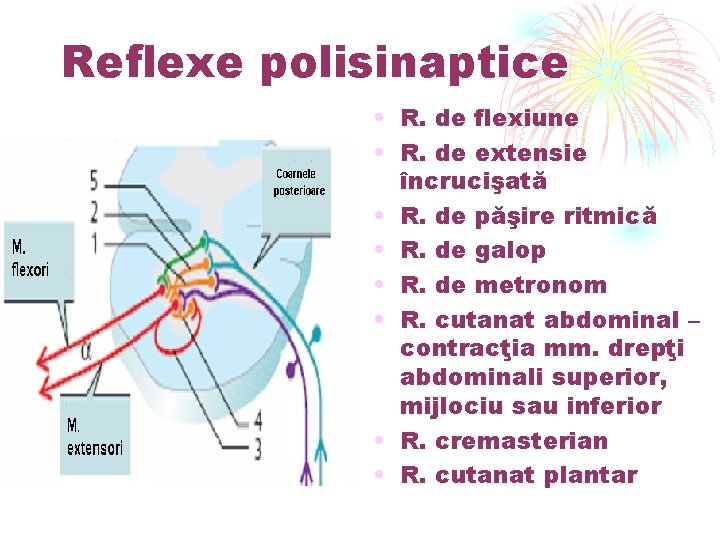 Reflexe polisinaptice • R. de flexiune • R. de extensie încrucişată • R. de