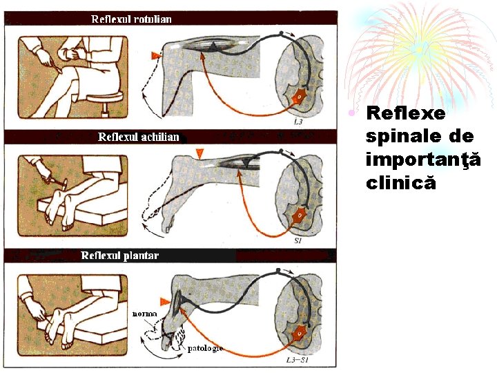 • Reflexe spinale de importanţă clinică 