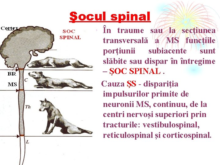 Şocul spinal • În traume sau la secţiunea transversală a MS funcţiile porţiunii subiacente