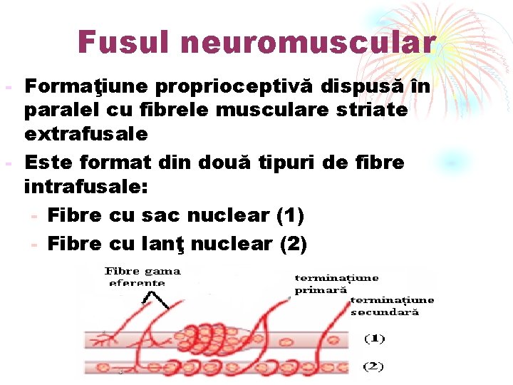 Fusul neuromuscular - Formaţiune proprioceptivă dispusă în paralel cu fibrele musculare striate extrafusale -