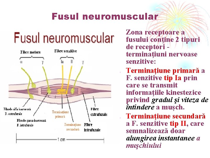 Fusul neuromuscular - Zona receptoare a fusului conţine 2 tipuri de receptori terminaţiuni nervoase