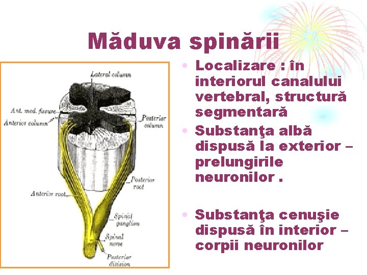Măduva spinării • Localizare : în interiorul canalului vertebral, structură segmentară • Substanţa albă