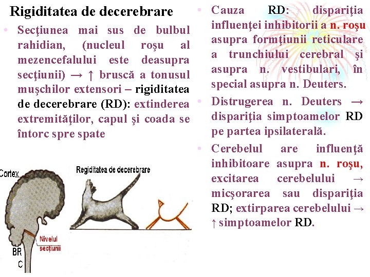 Rigiditatea de decerebrare • Secţiunea mai sus de bulbul rahidian, (nucleul roşu al mezencefalului