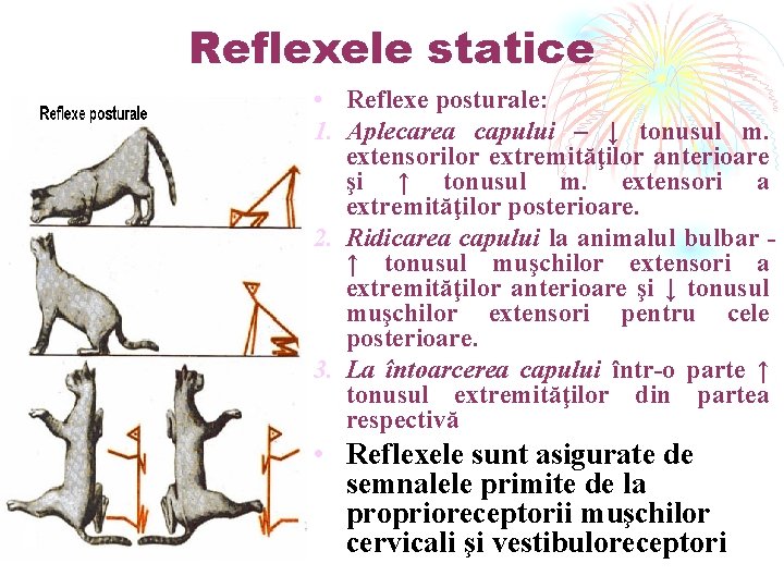 Reflexele statice • Reflexe posturale: 1. Aplecarea capului – ↓ tonusul m. extensorilor extremităţilor