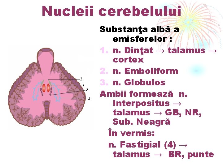 Nucleii cerebelului Substanţa albă a emisferelor : 1. n. Dinţat → talamus → cortex