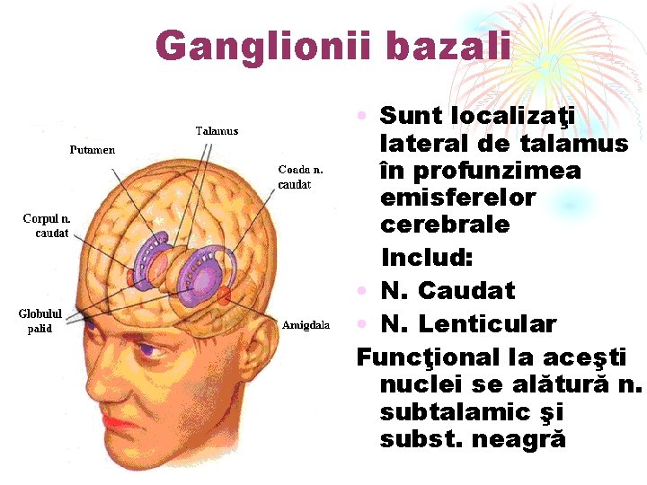 Ganglionii bazali • Sunt localizaţi lateral de talamus în profunzimea emisferelor cerebrale Includ: •